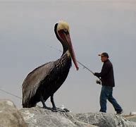 Image result for Giant Pelican
