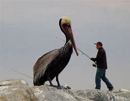 Image result for Giant Pelican Edited