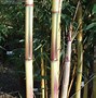 Image result for Phyllostachys aurea 