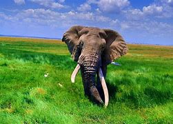 Image result for Cool Elephant