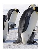 Image result for Black Emperor Penguin