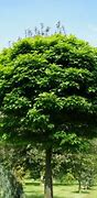 Image result for Quercus palustris Green Dwarf