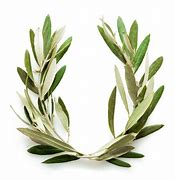 Image result for Olive Tree Ancient Olympic Games