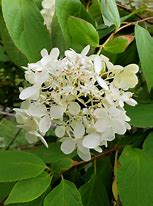 Image result for Hydrangea paniculata Mount Aso