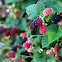 Image result for Pick Berry's Pic
