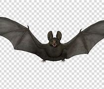 Image result for Black Bat Flying