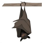 Image result for Sleeping Bat Cartoon Png