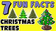 Image result for Christmas Tree Facts for Kids