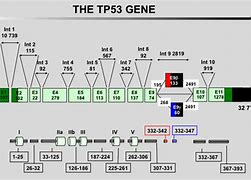 Image result for P53 Gene Exon