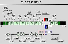 Image result for TP53 Exons