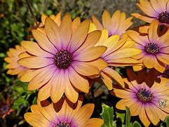 Image result for African Daisy Unicorn