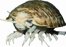 Image result for Baby Giant Isopod