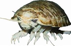 Image result for Isopod Fossil