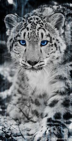 Pin by ṃeɾcuɾʏ on Creatures ᆺ | Snow leopard pictures, Snow leopard, Leopard pictures