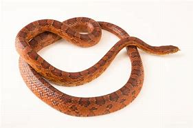 Image result for Rat Corn Snake