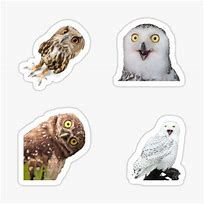 Image result for Funny Owl Stickers