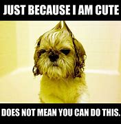 Image result for Sassy Dog Meme