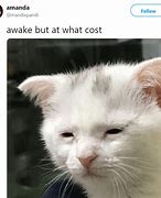 Image result for Wise Cat Meme
