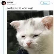 Image result for Dank Cat Memes 2019