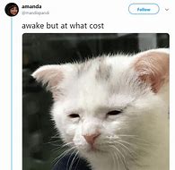 Image result for Confused Cat Meme