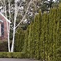 Image result for Tall Shrubs for Privacy