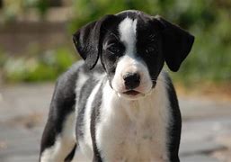 Image result for Cute Black and White Dogs