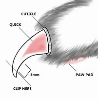 Image result for Cat Claw Quick