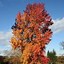 Image result for Liquidambar styraciflua Thea