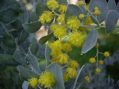 Image result for Acacia