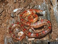 Image result for Anery Pinstripe Corn Snake