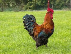 Image result for Le Coq Animal