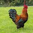 Image result for Du Coq