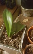 Image result for Orchid Leaves Turning Brown