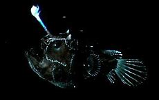 Image result for Blue Planet Angler Fish