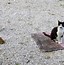 Image result for Spring Trap Cat PFP