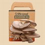 Image result for Mushroom Packaging/Containers
