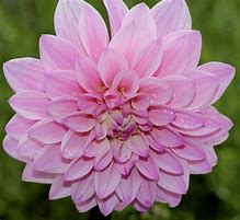Image result for Dahlia Lagoon