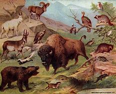 Image result for Magical Prairie Animals