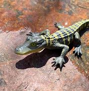 Image result for Alligator Baby Toy