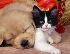 Image result for Puppy and Kitten Cute Cartoon Wallpaper