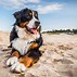 Image result for Chic Dog Portraits