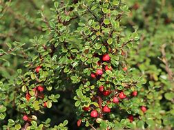 Image result for Cotoneaster cochleatus Minor