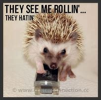 Image result for Crafty Hedgehog Meme