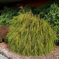 Image result for Thuja Whipcord How to Shape