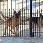 Image result for Largest Guard Dogs