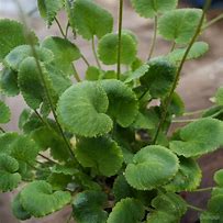 Image result for Saxifraga Satinzwerg