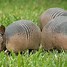 Image result for Armadillo Shell