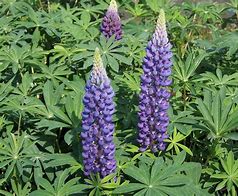 Lupinus nanus gallery white に対する画像結果