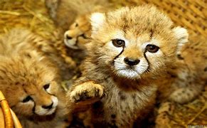 Image result for Baby Animals Live Wallpaper