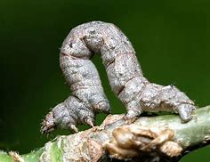 Image result for "spring-cankerworm"